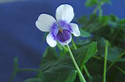 BlygViol 001.jpg